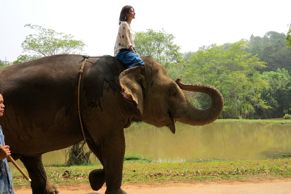 chiang rai elephant